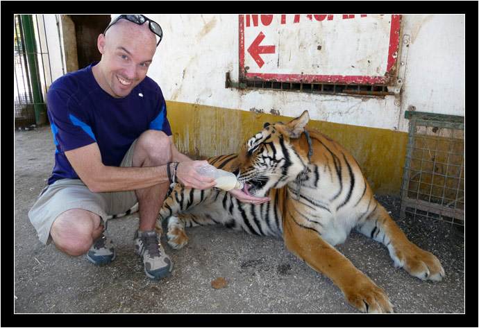 Feeding an adult tiger in Luhan, Argentina