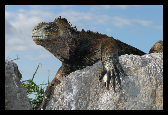 Galapagos Marine Iguana