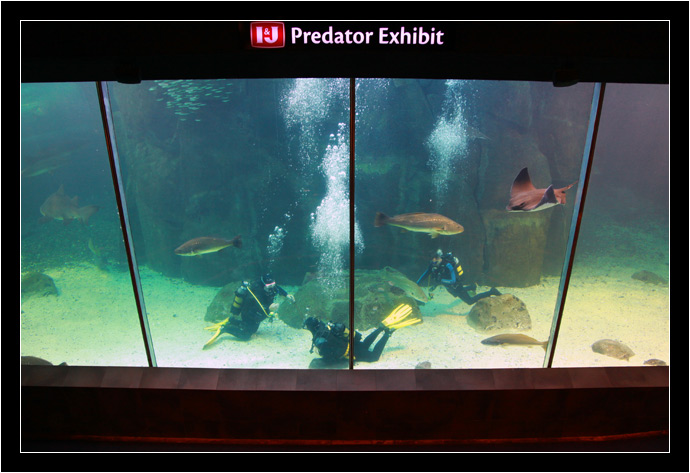 The Predator Tank The Predator Tank