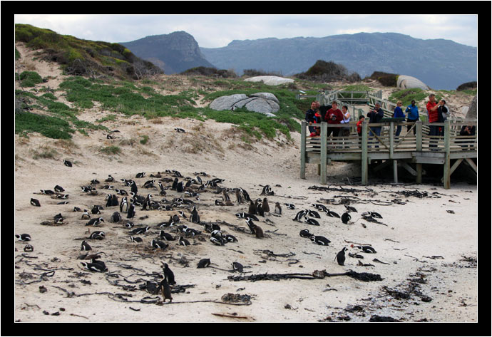 The African Penguin colony The African Penguin colony