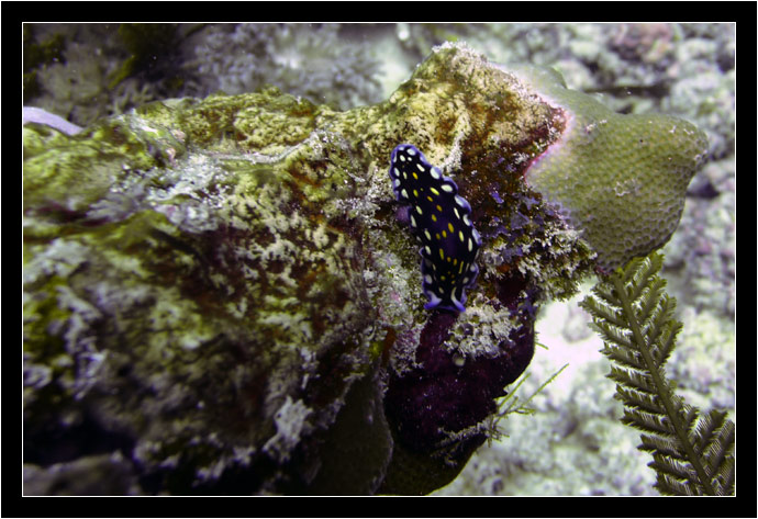 Nudibranch Nudibranch